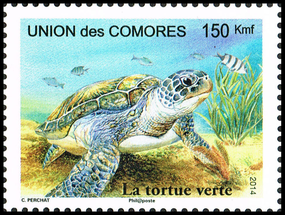 Tortue verte Comores v0a